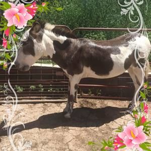 Meet your Posher, Wanda